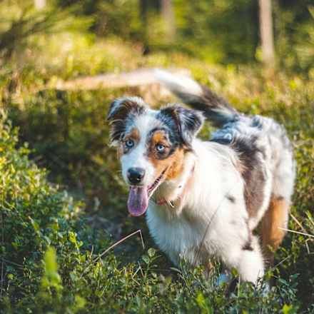 Lotion voor honden Anti-teken, vlooien en mijt bescherming, 100 ml