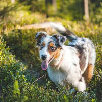 Lotion voor honden Anti-teken, vlooien en mijt bescherming, 100 ml